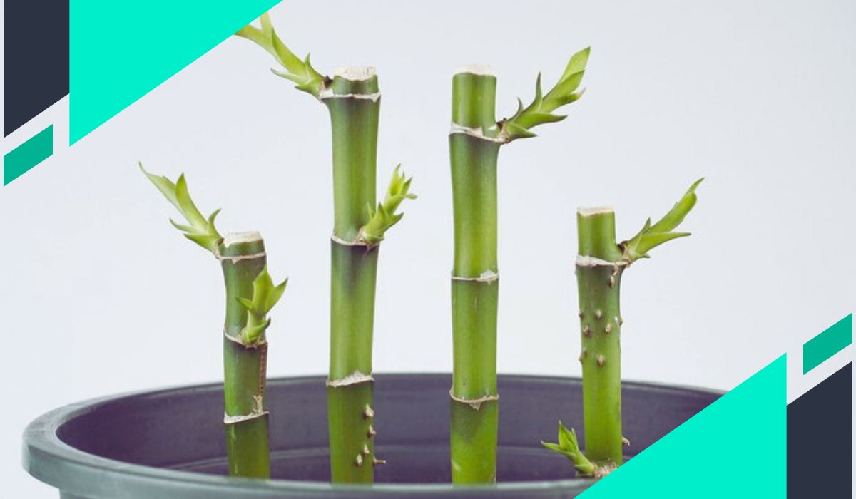 Bamboo house plant