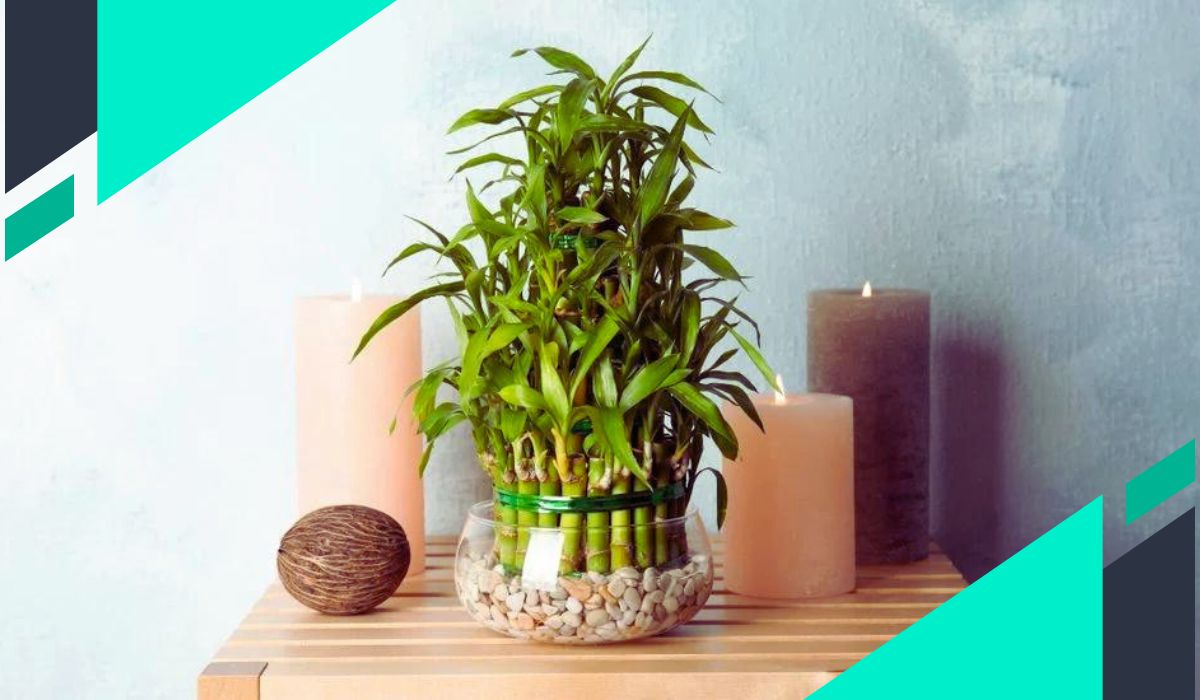 Bamboo house plant