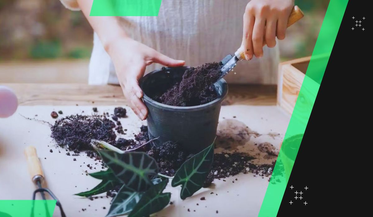 Houseplant Soil Mix A Complete Guide + Best Soil Mix Suggestions