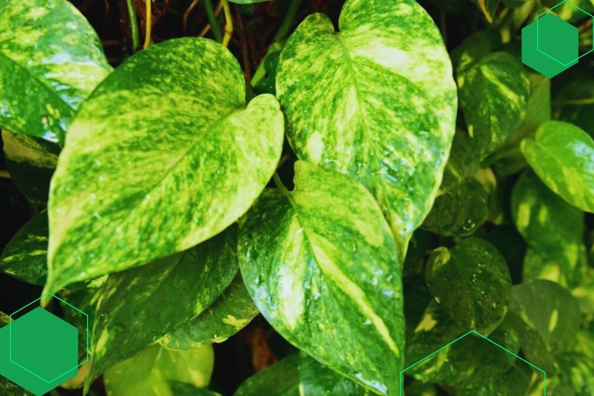 Pothos: An Easy-Growing Indoor Vine Plant With Green And Yellow Leaves