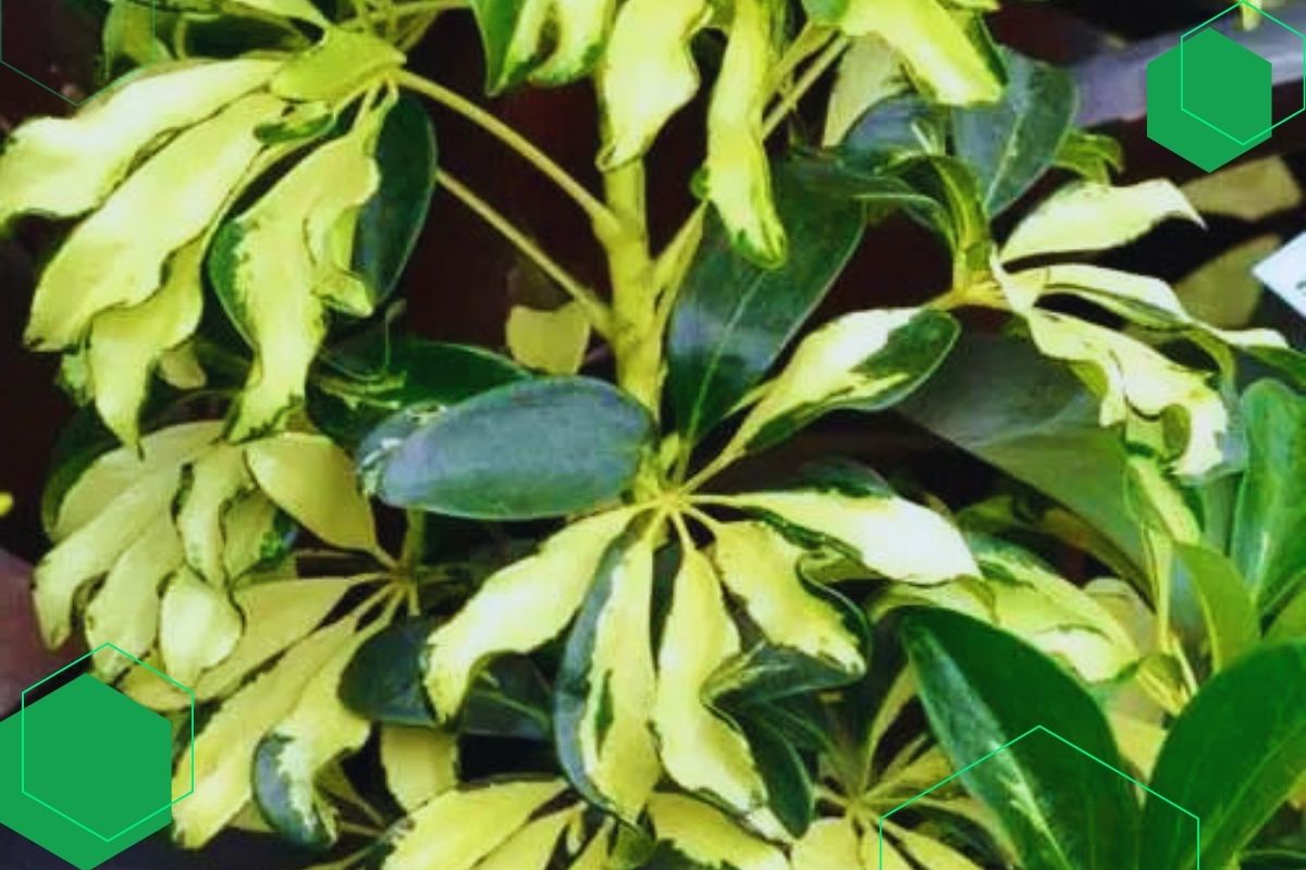 Umbrella Plant (Schefflera/Heptapleurum): House Plant With Green And Yellow Leaves