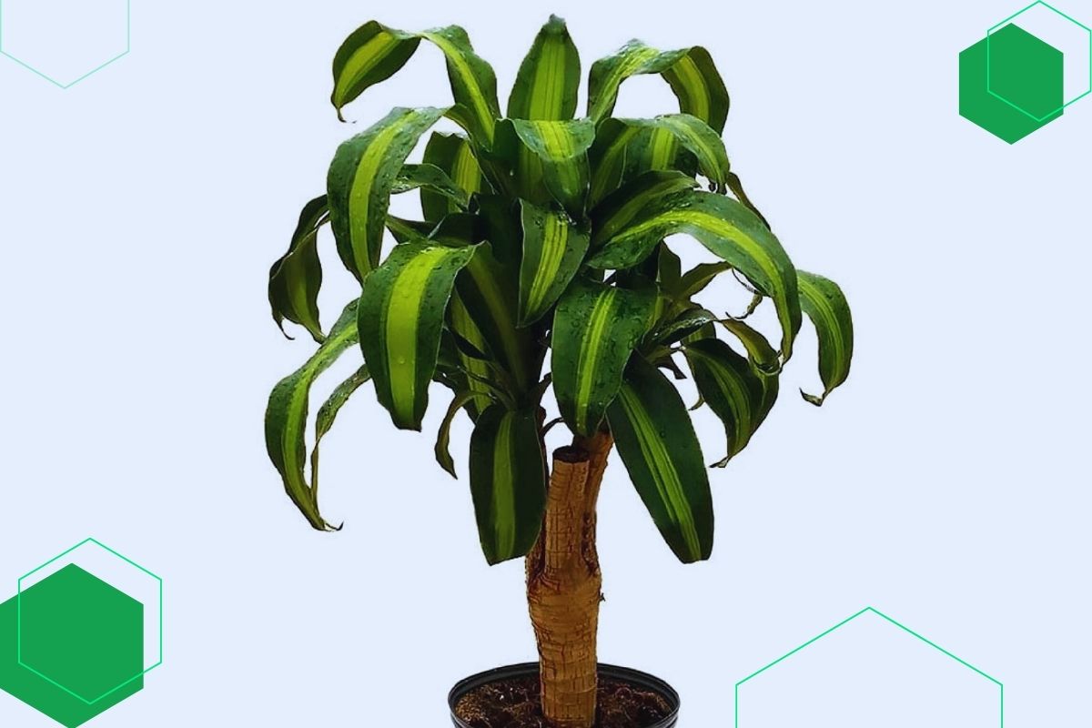 Dracaena: Houseplant With Long Green And Yellow Leaves