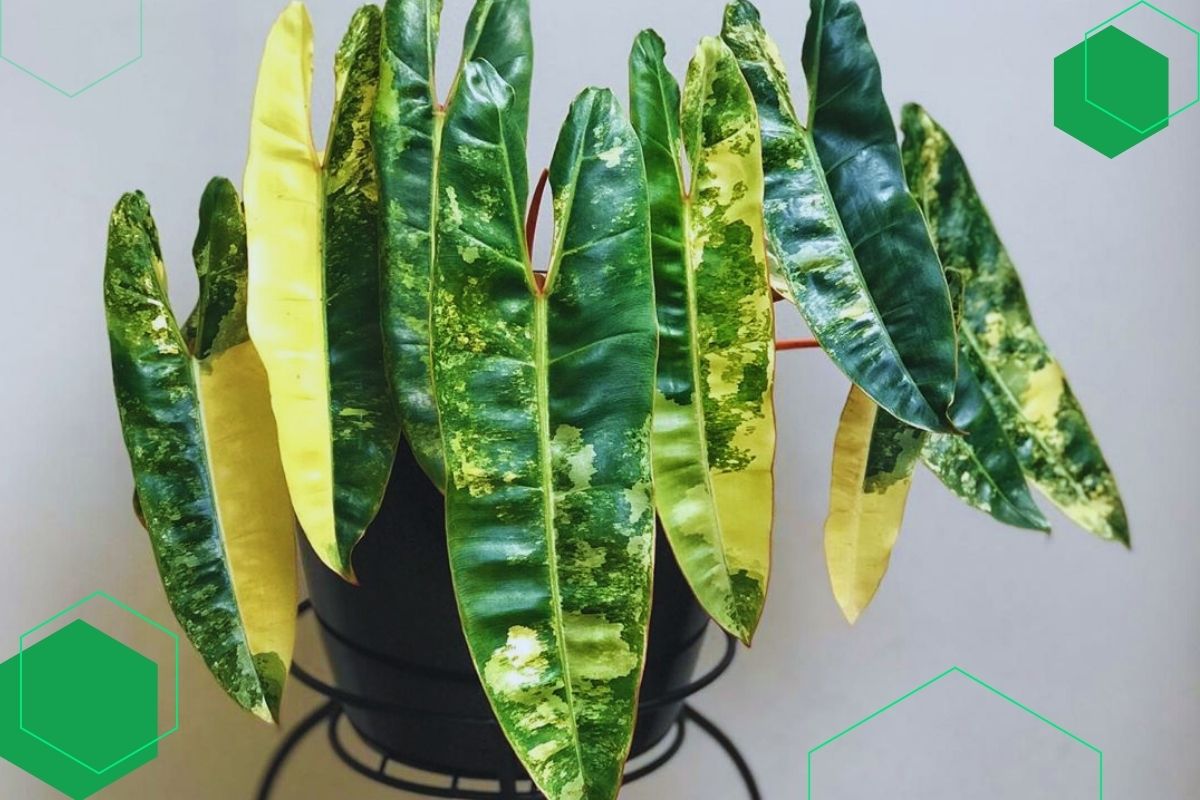 Philodendron: Indoor Plants With Large Green And Yellow Leaves