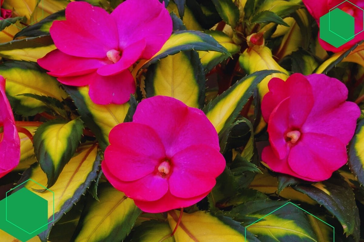 Plants With Pink Or Red Flowers And Green And Yellow Leaves