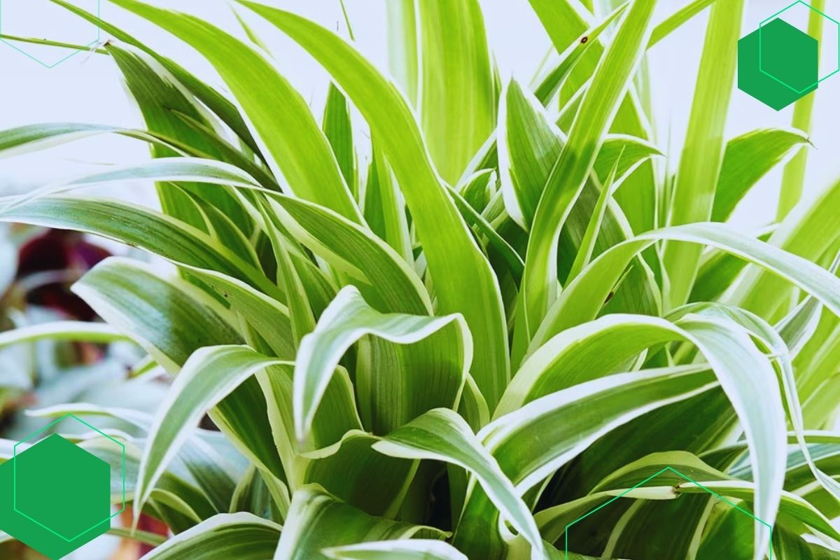 Spider Plant: Hanging Houseplant With Green And Yellow Leaves
