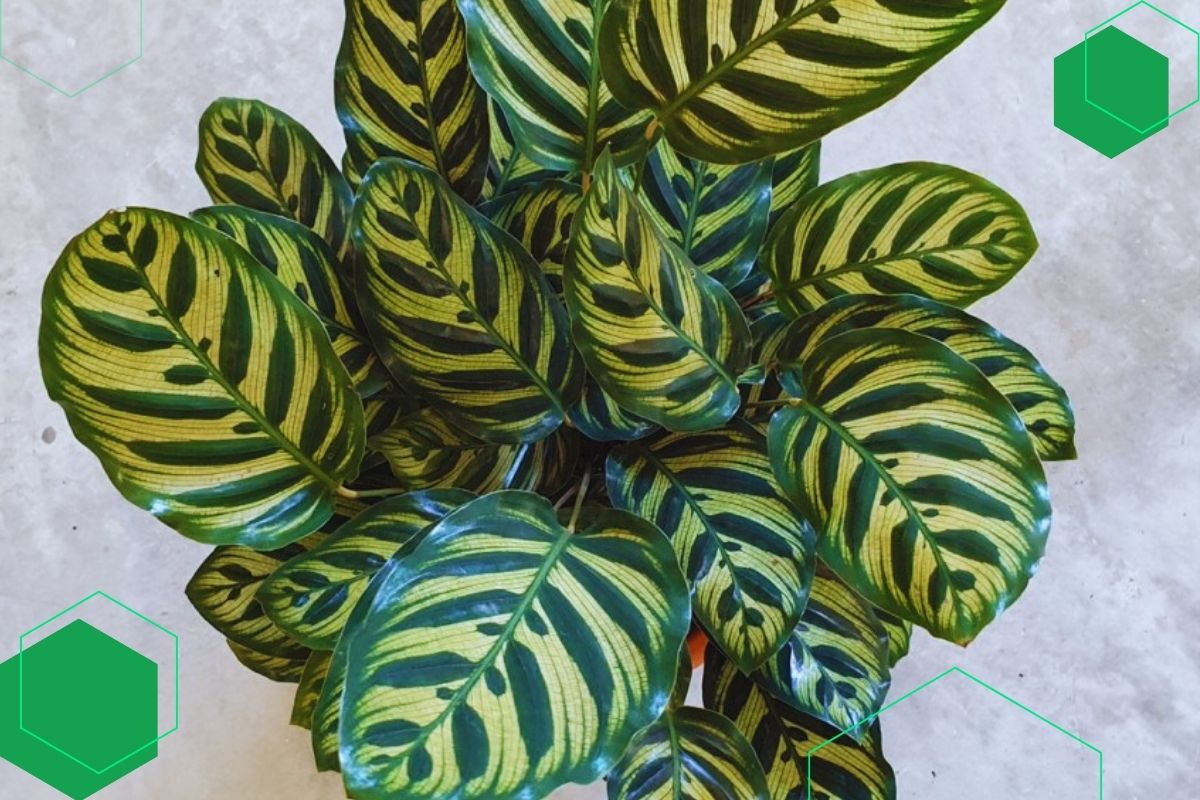 Philodendron: Indoor Plants With Large Green And Yellow Leaves