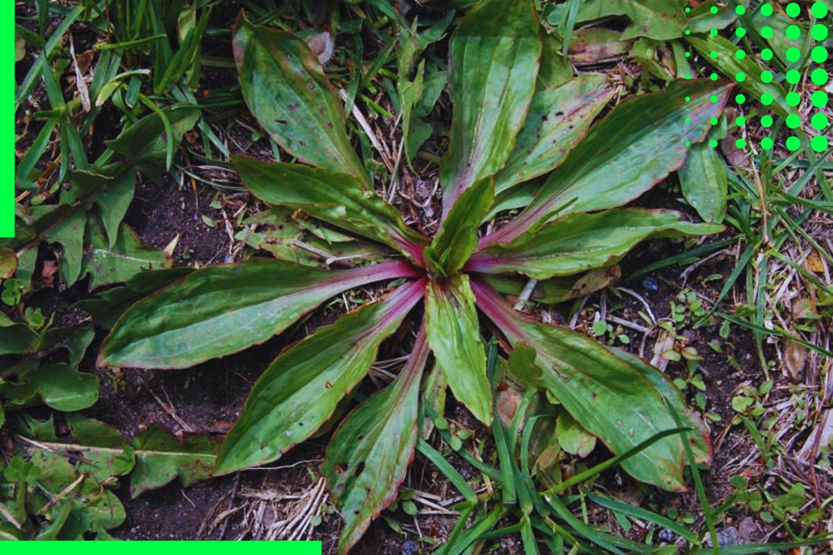 A List Of Red-Stem Weeds In Lawns And Gardens