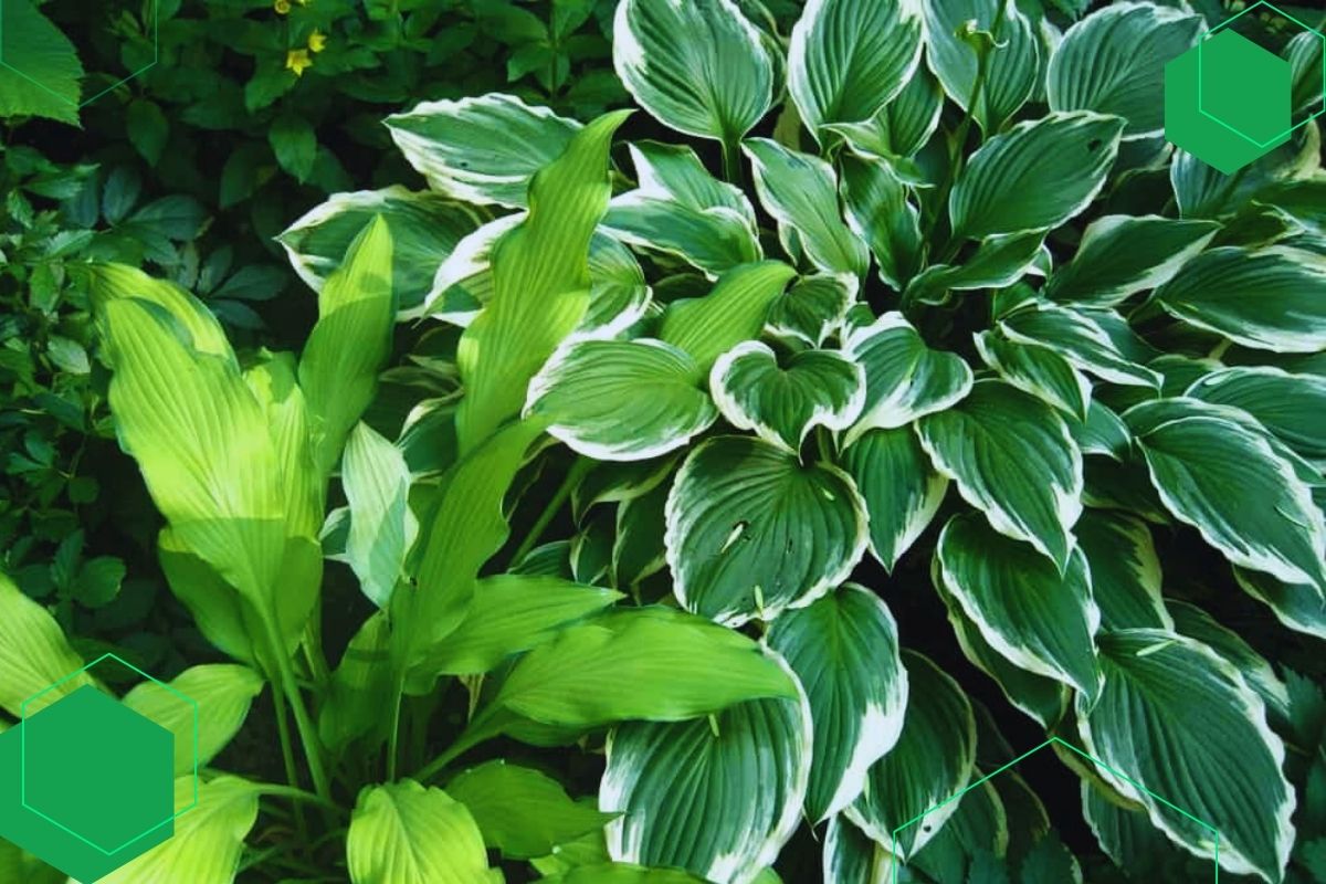 Hosta: Broadleaf Green And Yellow Indoor And Outdoor Plants.