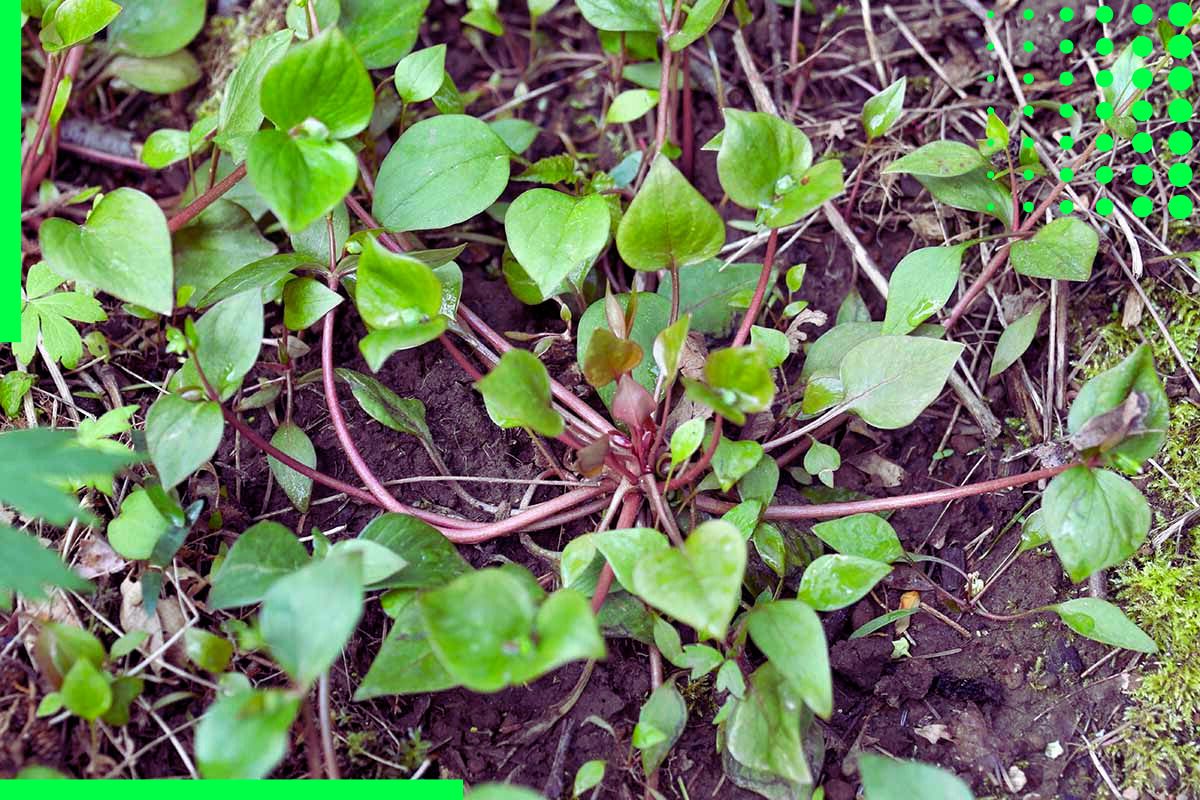 Weed with red-stem shallow roots