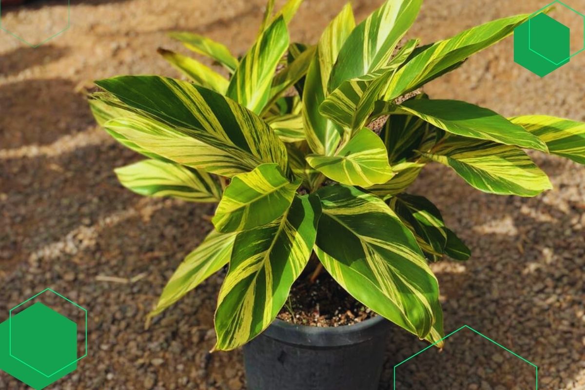 Ginger Plant: An Outdoor And Indoor Plant With Green And Yellow Leaves