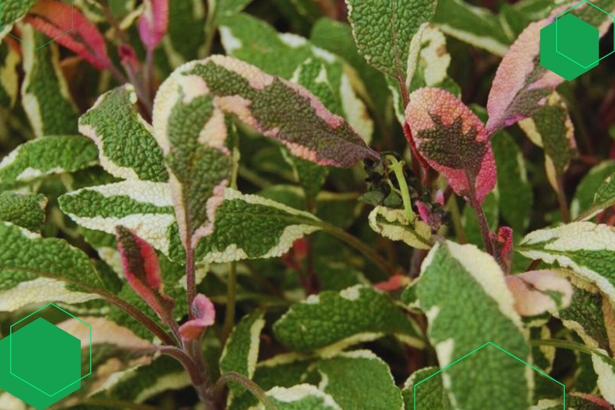 A Plant With Bright Green And Yellow Leaves And Pink To Red Stems.
