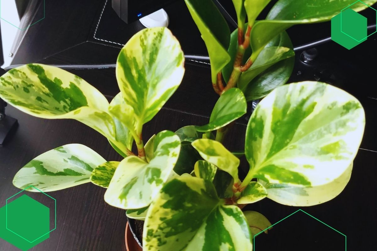 Peperomia: Hanging Plant With Green And Yellow Leaves