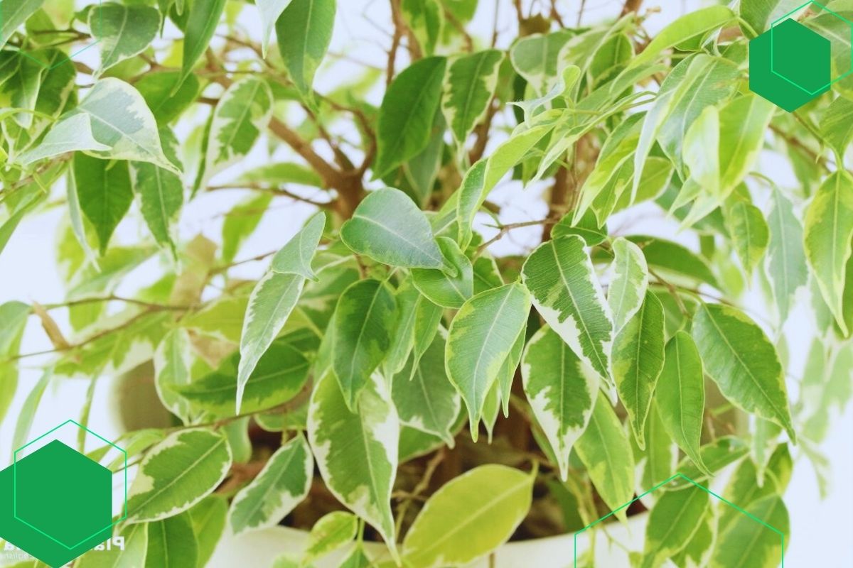 Ficus: Indoor And Outdoor Plants With GreenAnd Yellow Leaves