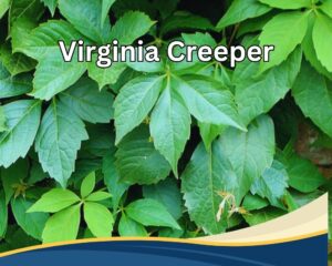 Virginia Creeper (Parthenocissus quinquefolia) is a vine with 5 jagged leaves