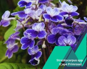 Streptocarpus spp. (Cape Primrose): small house plants that flowers all year