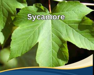 Sycamore (Platanus spp.) tree with 5 jagged leaves.