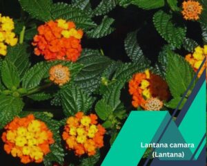 Lantana camara (Lantana): outdoor house plants that flowers all year