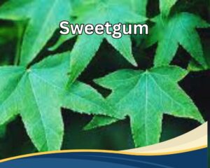 Sweetgum (Liquidambar styraciflua) with 5 jagged leaves.