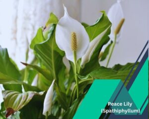 Peace Lily (Spathiphyllum): houseplants that blooms all year