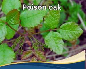Poison oak (Toxicodendron diversilobum) has three jagged leaves.