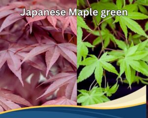 Japanese Maple (Acer palmatum) has 5 jagged leaves.
