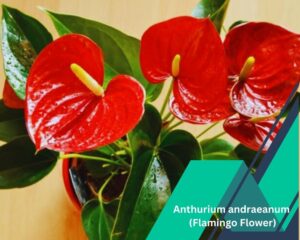 Anthurium andraeanum: large houseplants that fower all year