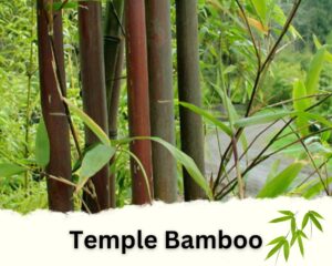 Temple Bamboo is one of the best bamboo plants for privacy Fences 