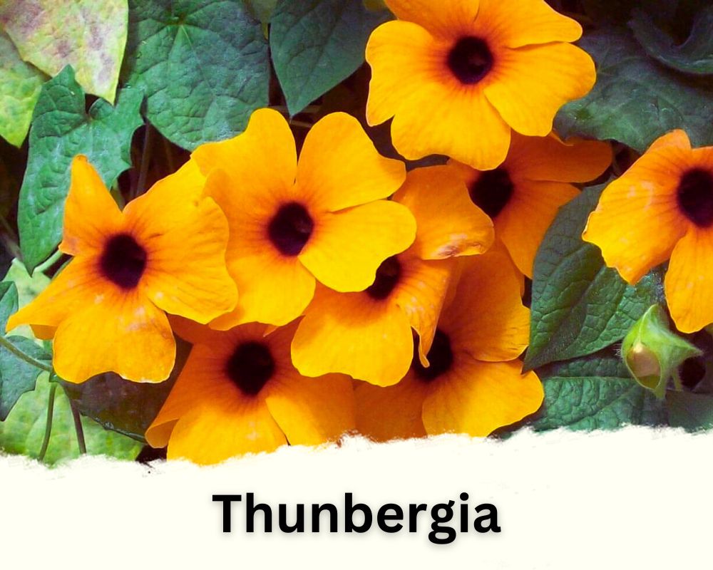 Thunbergia: Climbing Mandevilla Like Plants with Colorful Blooms
