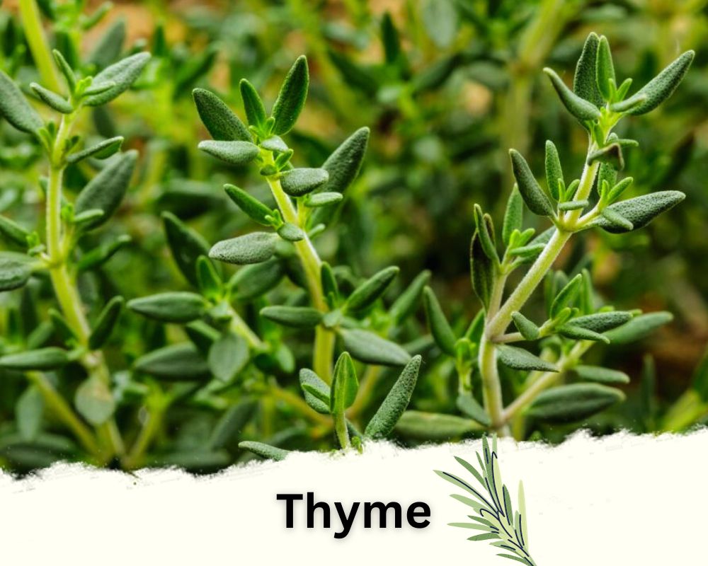 Thyme: Low-Growing Rosemary Like Plants