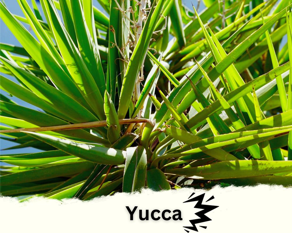Yucca is spiky indoor plant