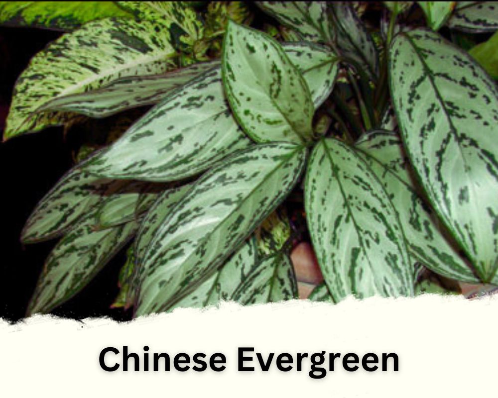 Chinese evergreen has waxy leaves
