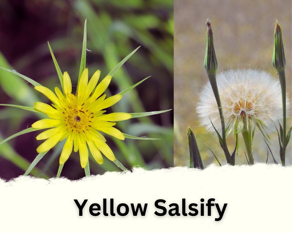 Yellow Salsify Flower That Looks Like Dandelion Puff