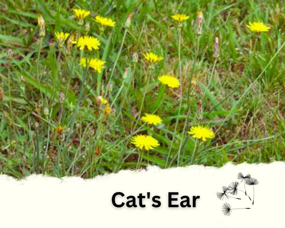 Cat's Ear as a Poisonous Dandelion Look-Alike