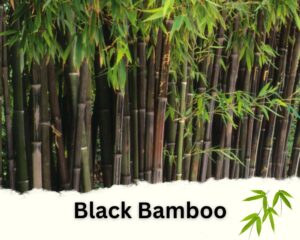 Black bamboo is one of the Bamboo Plants for Privacy Fence
