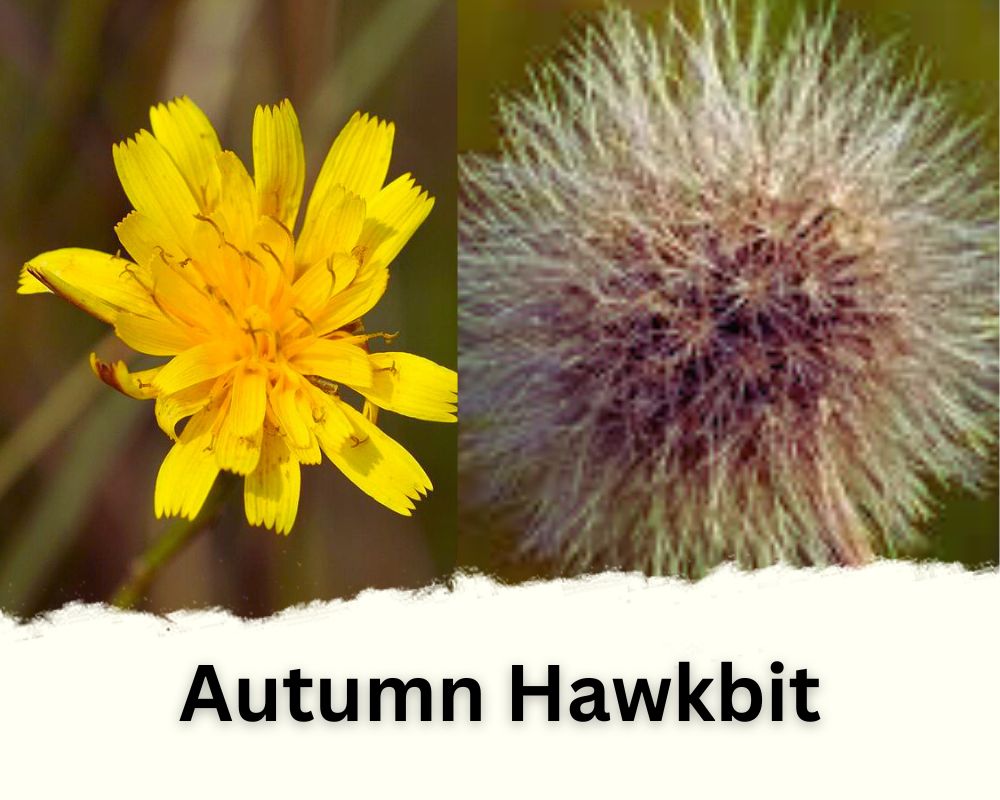 Autumn Hawkbit Flower That Looks Like Dandelion Puff