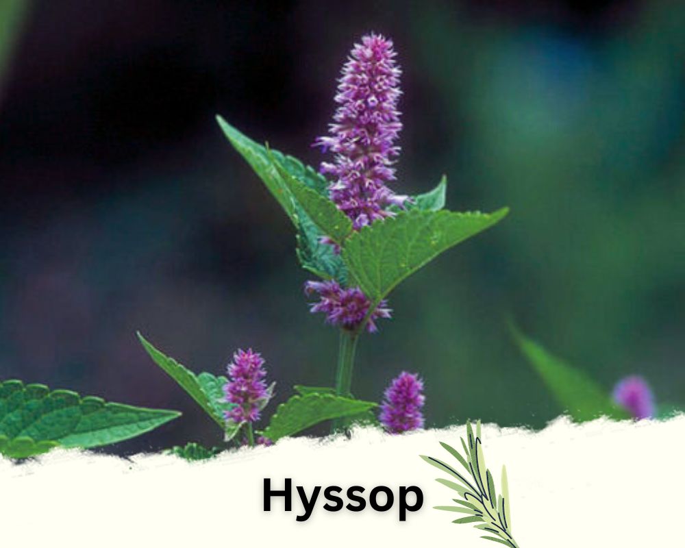 Hyssop: Rosemary Like Plants with Aromatic Leaves