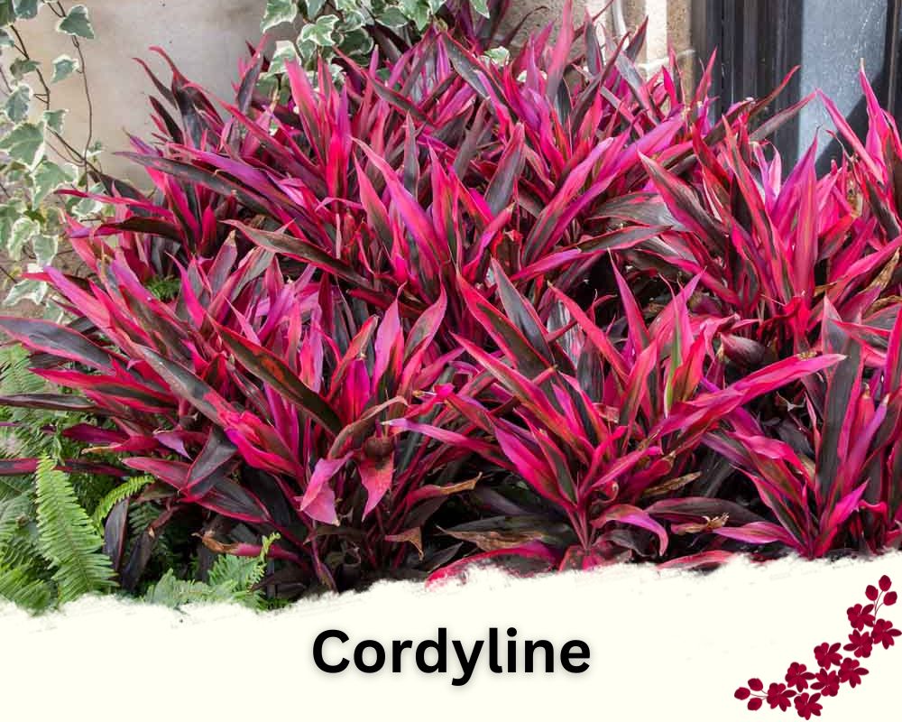 Cordylines has red leaves