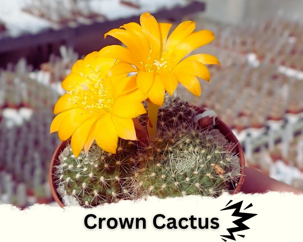 spiky indoor plant identification: Crown Cactus