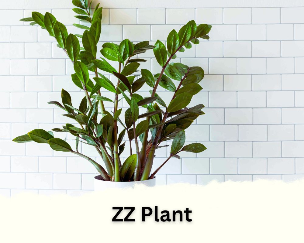 ZZ plant has waxy leaves