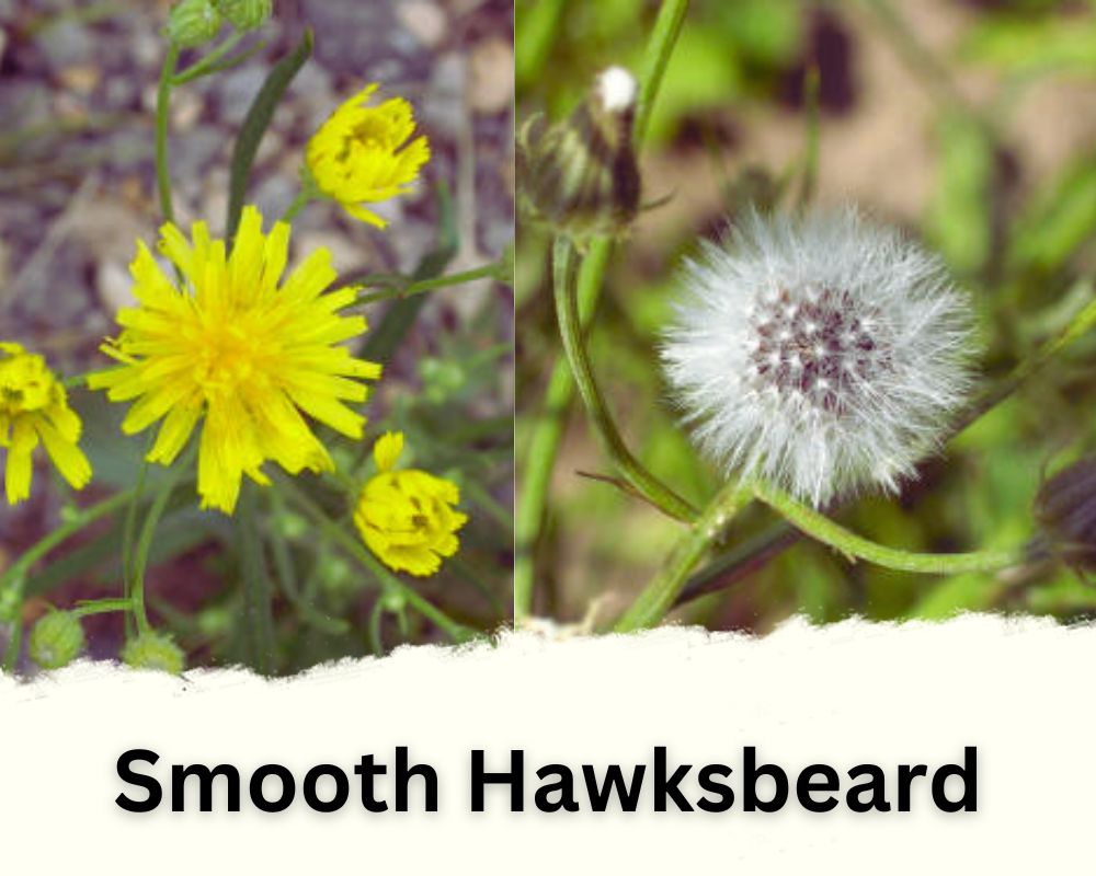 Smooth Hawksbeard Flower That Looks Like Dandelion Puff