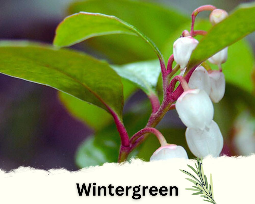 Wintergreen: Rosemary Like Plants with Bell-Shaped Blooms