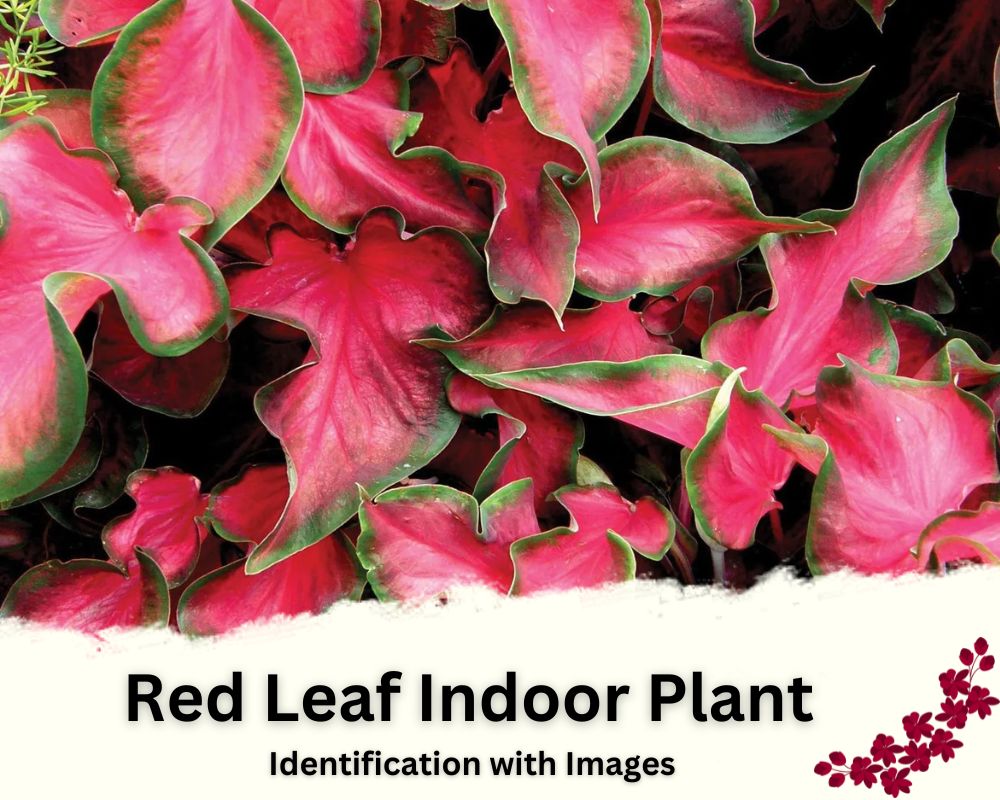 Red Leaf Indoor Plant Identification with Images