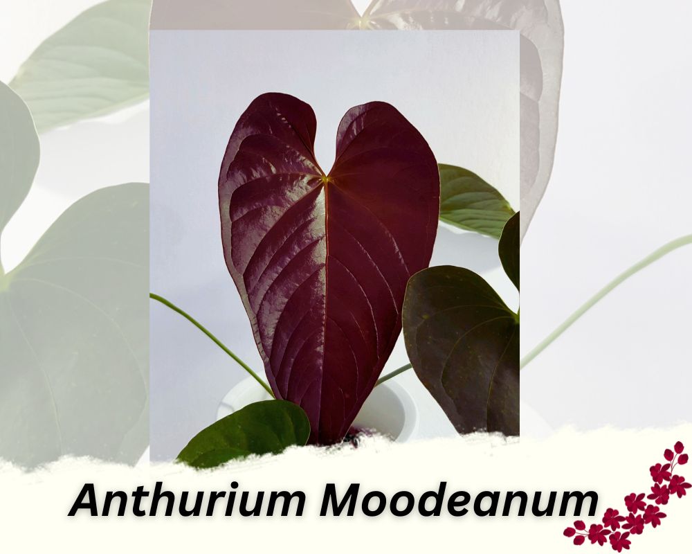 Red leaf Anthurium: red leaf indoor plant