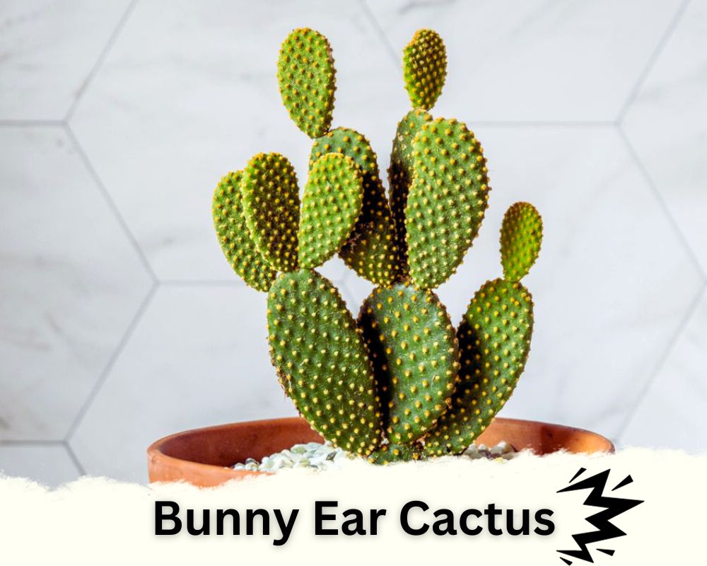 Bunny Ear Cactus is a spiky houseplant