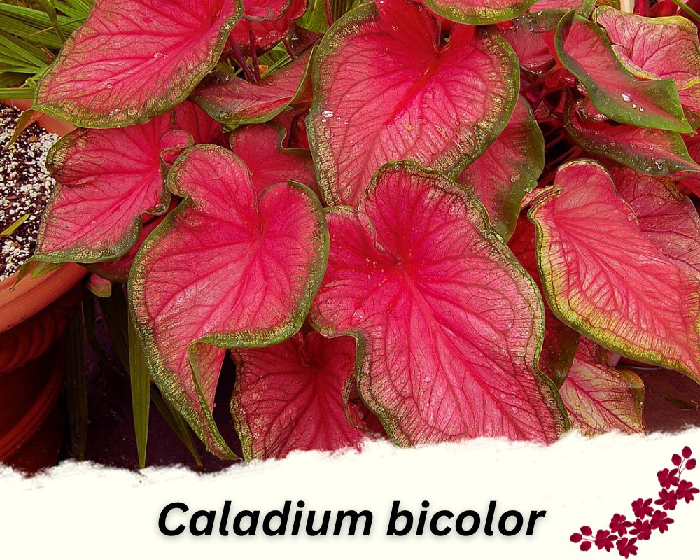 about red leaf indoor plant identification, Red Caladium is one of them