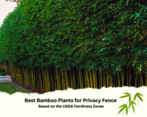 Best Bamboo Plants for Privacy Fence Based on the USDA Hardiness Zones