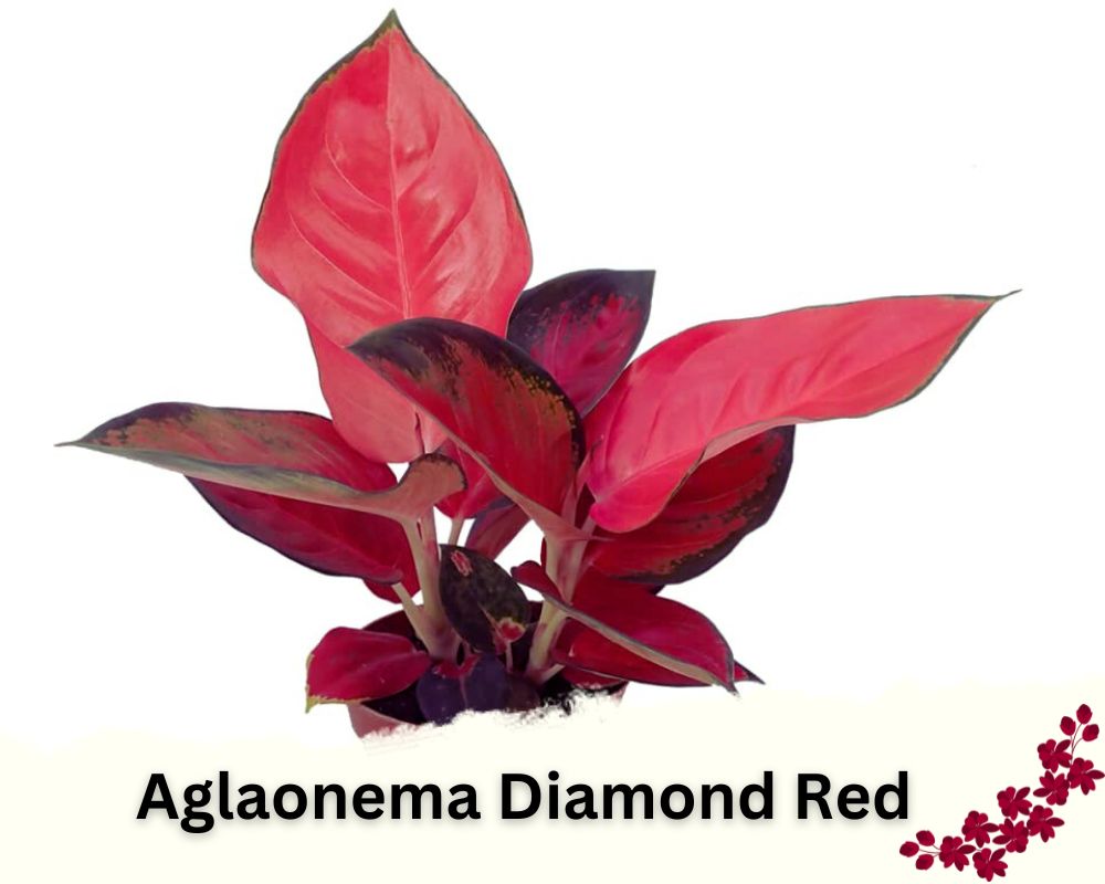 red leaf indoor plant: Aglaonema Diamond Red