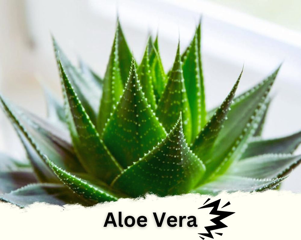 Aloe Vera is a spiky indoor plant