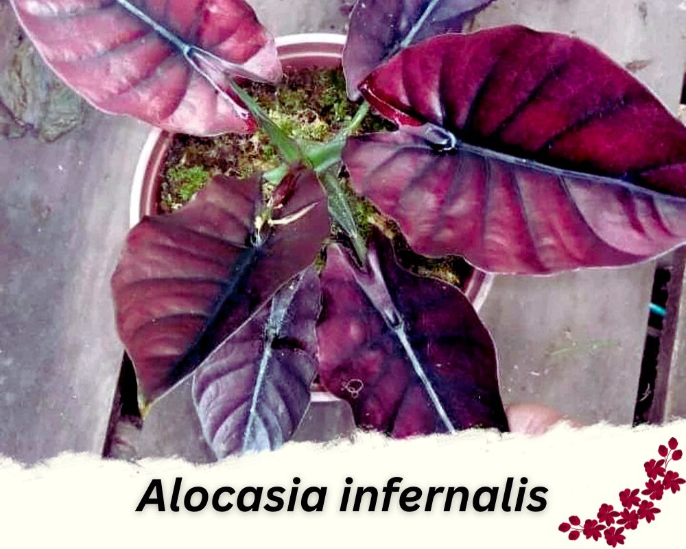 Red Alocasia is a red leaf indoor plant 