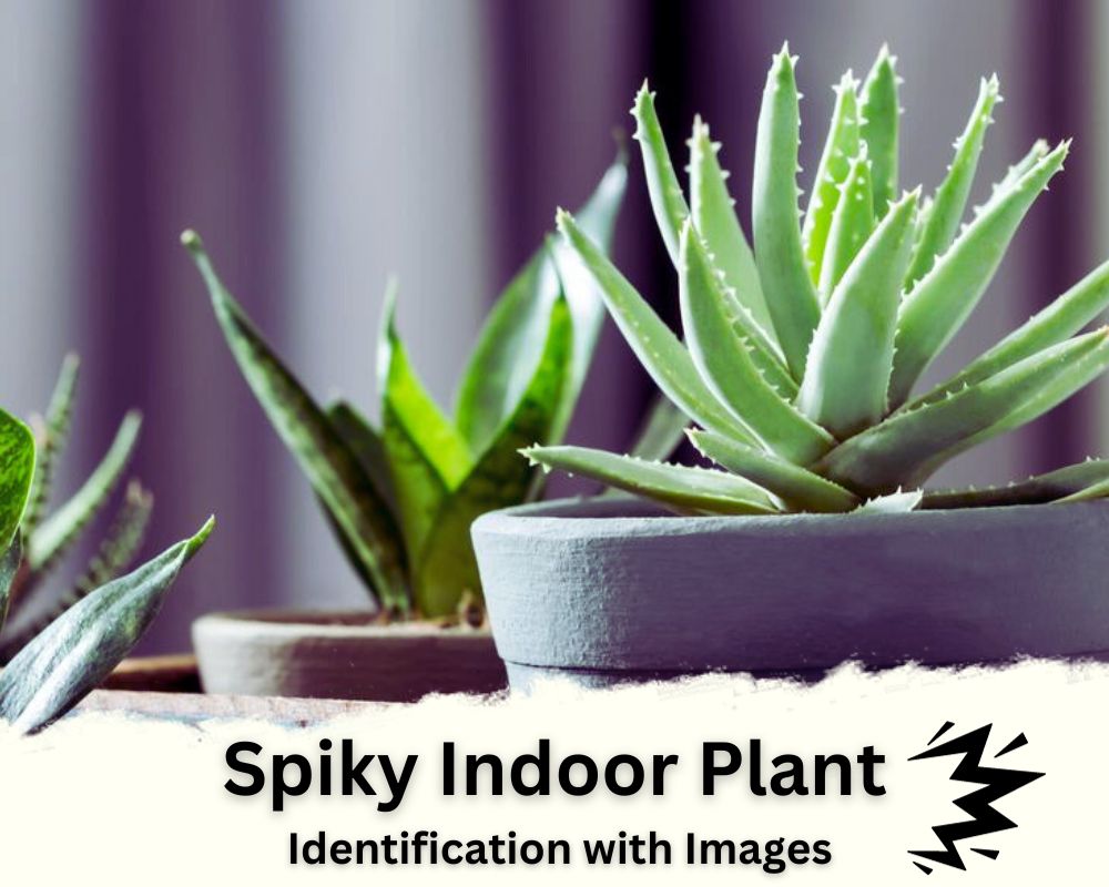 Spiky Indoor Plant Identification with Images